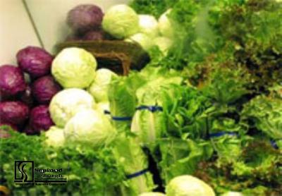 Technical- Financial Feasibility Study of Establishing Vegetable and Greens Greenhouse